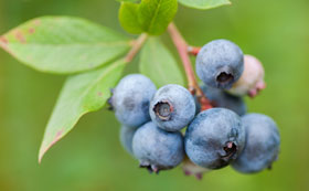 Blueberry Fruit Plants
