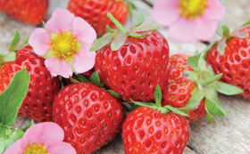 Strawberry Fruit Plants
