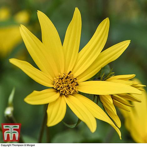 Sunflower maximiliani 'Early Bird' - Seeds