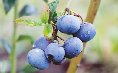 Group of blueberries covered in rain