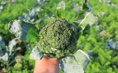 Hand holding freshly harvested broccoli head