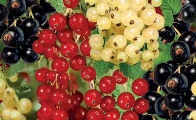 Trio of currant berries