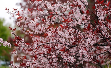 Purple leaved cherry blossom