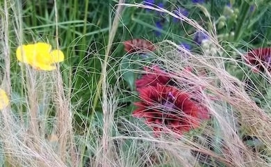 Rudbeckia flower in ornamental grass