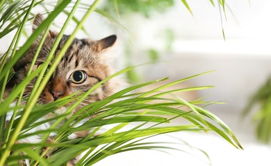 Cats looking through houseplant