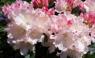 Closeup of pink rhododendron 'Dreamland'