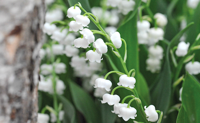 Lily of the Valley from Thompson & Morgan 