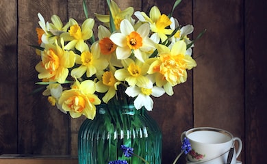 Picked daffodils in a glass jar