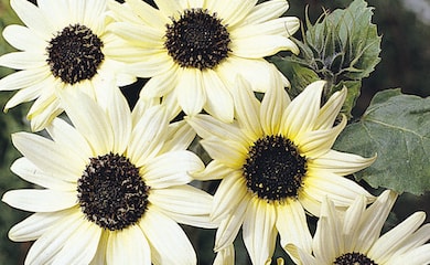 White Italian breed of sunflowers