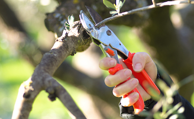 Pruning olive tree branches