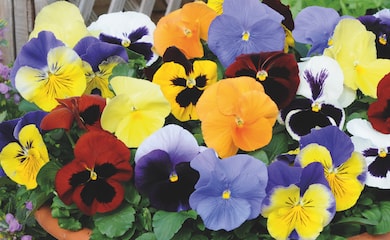 Pansy 'Most Scented' Mix from Thompson & Morgan