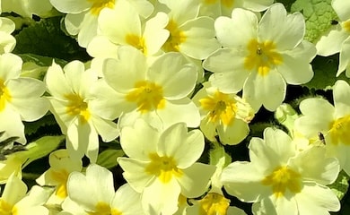 Yellow wild primrose