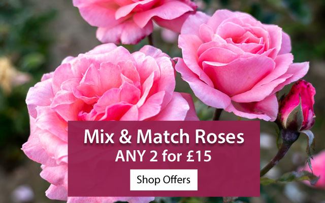 Rose Mix & Match