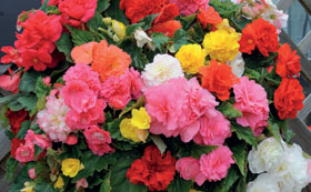 Bedding Suitable for Containers