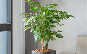 Indoor Trees & Bonsai House Plants