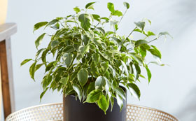 House Plants for Bright Spots