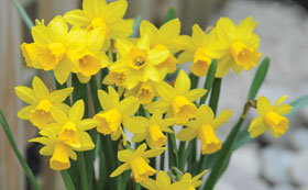 Daffodil Bulbs | Narcissus Bulbs