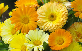 Flowers To Sow In September