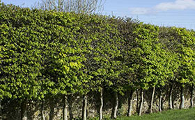 Hedging By Height