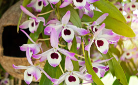 Orchid House Plants