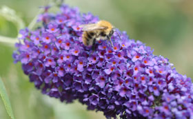 RHS Plants for Pollinator Shrubs