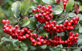 Shrubs with Winter Berries
