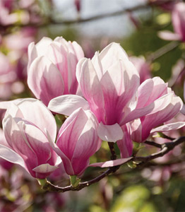 Mix & Match Magnolias</br>ANY 2 for £15