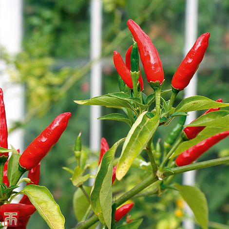 Chilli Pepper 'Tabasco' (Very Hot) - Seeds