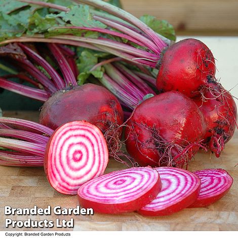 Beetroot 'Chioggia' - Kew Vegetable Seed Collection