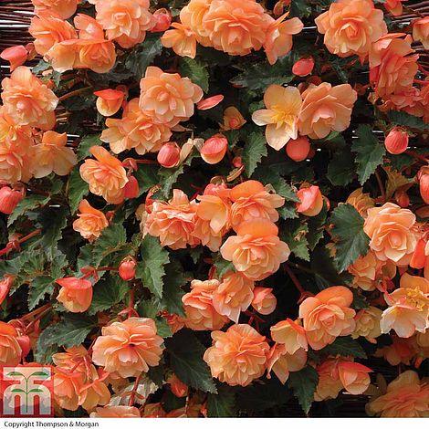 Begonia 'Fragrant Falls Improved™ - Apricot Delight'