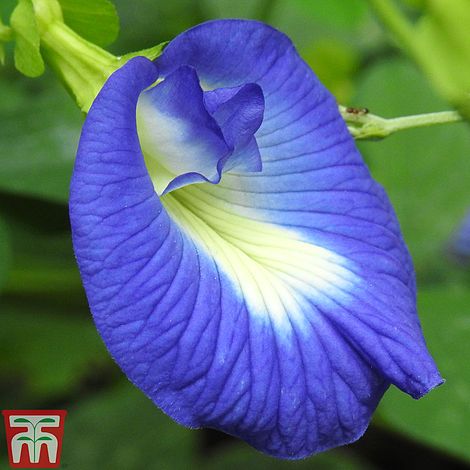 Butterfly Pea - Seeds
