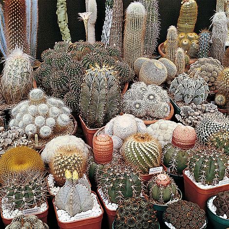Cactus 'Special Mix' - Seeds