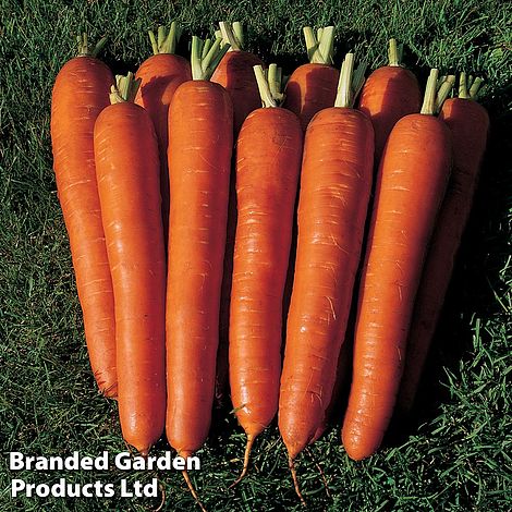 Carrot 'Bangor' F1 Hybrid - Seeds