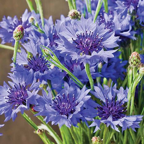Cornflower 'Blue Diadem' - Seeds