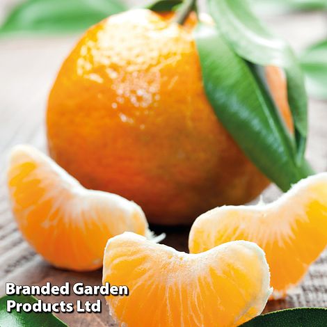Mandarin  (Citrus Fruit)