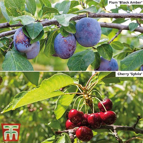 Cherry & Plum Duo (Mini Fruit Trees)