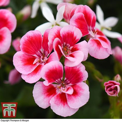 Geranium 'Flower Fairy Pink Splash'