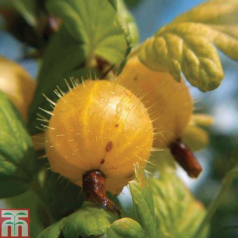 Gooseberry 'Hinnonmaki Yellow'