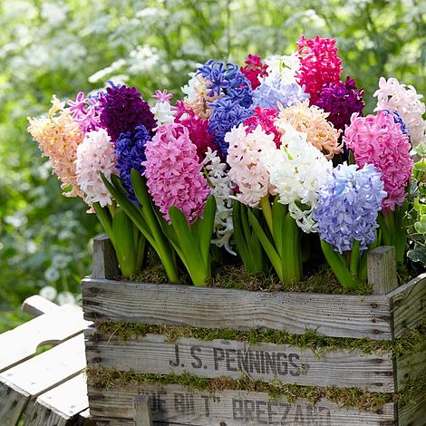 Hyacinth 'Breeder's Selection'