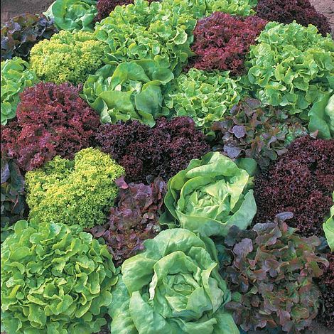 Lettuce 'Ultimate Mixed' - Seeds