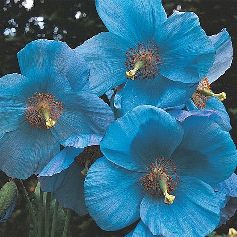 Meconopsis baileyi 'Blue' - Seeds