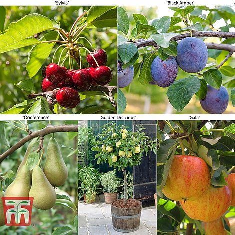 Fruit Tree Collection (Mini Fruit Tree)