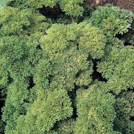Parsley 'Champion Moss Curled' - Seeds