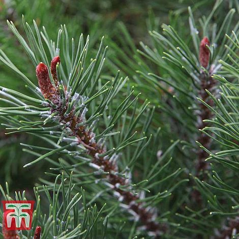 Pinus mugo 'Pumilio Group'