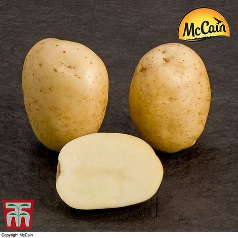 Potato McCain 'Premiere'