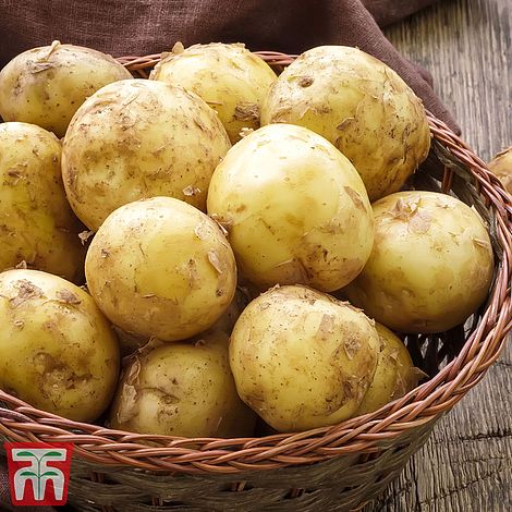 Potato 'Foremost'