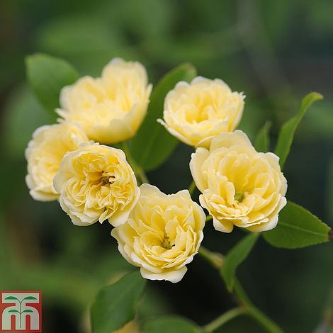 Rose banksiae 'Lutea' (Rambling Rose)