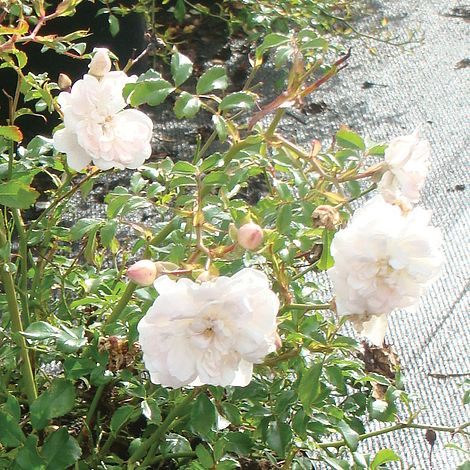 Rose 'White Fairy' (Polyantha)