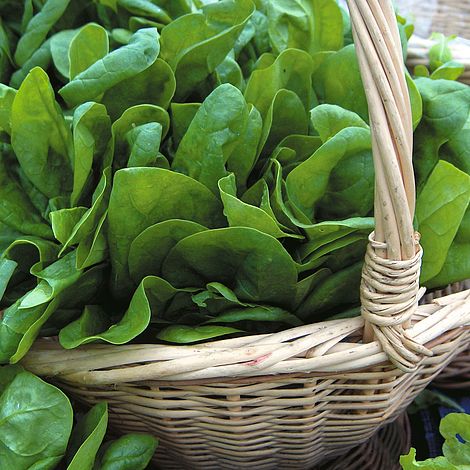Spinach 'Medania' - Seeds