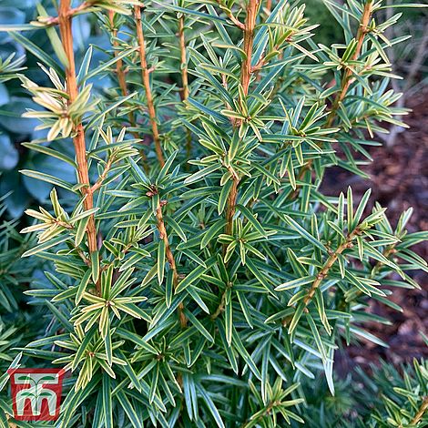 Taxus baccata 'Ivory Tower'